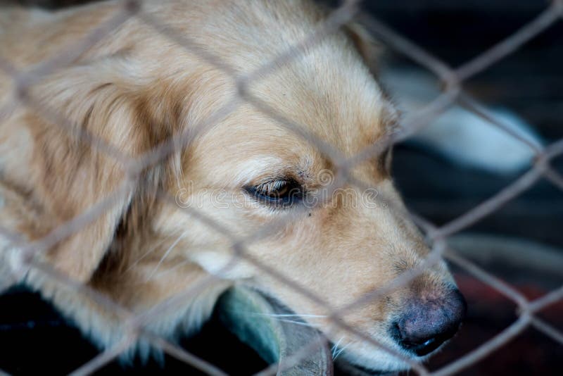 Dog locked in iron cage stock photo. Image of despair 34236446