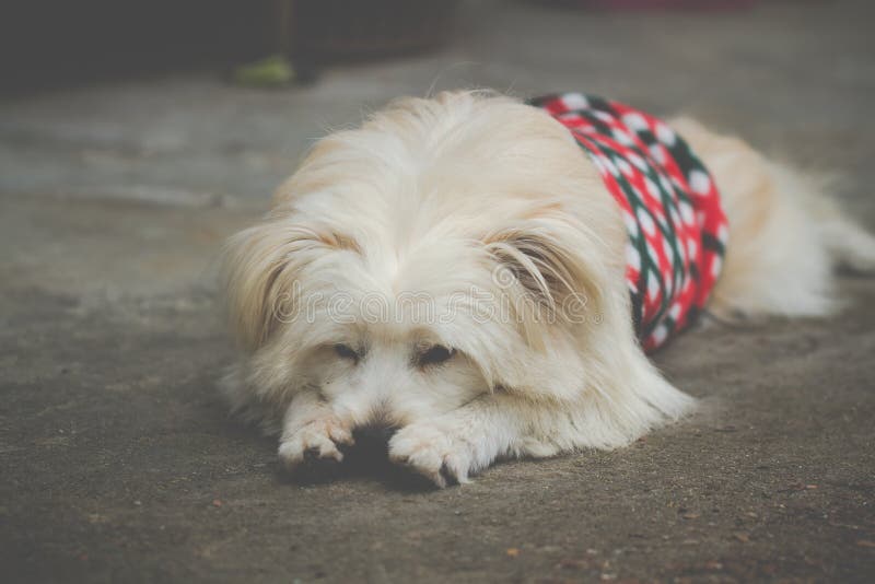 Dog lonely alone stock photo. Image of lonely, doggy 92809222