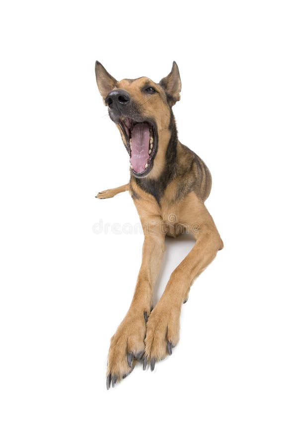 Dog with long legs stock photo. Image of belgian, domestic - 3070178