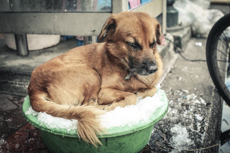 Dog longing for cooling stock image. Image of bangkok 67415439