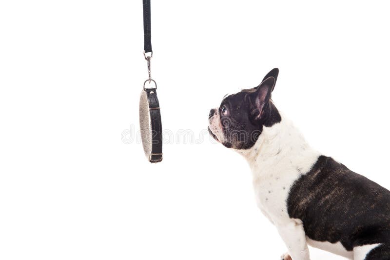 Dog look on leash over white background