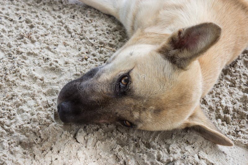 Dog look at me stock photo. Image of doggy, animal, peacefully 42696132