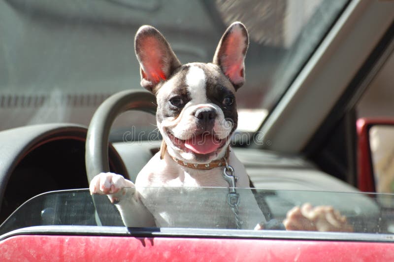 El perro ridículo orejas buscando conductores de auto.