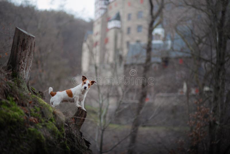 The dog is looking at the castle. Small dog on nature walks. Jack Russell Terrier Outside