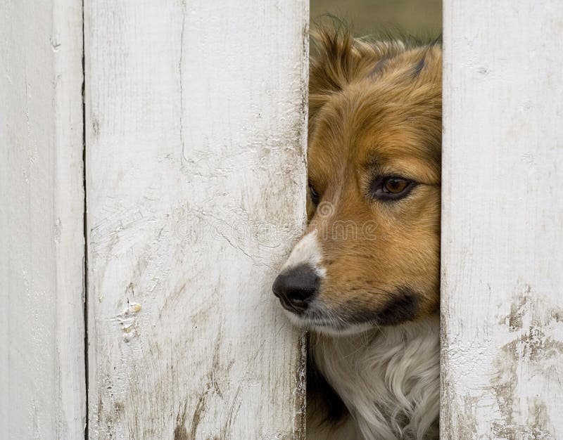 Dog Looking through a Fence Stock Image Image of canine, nose 703633
