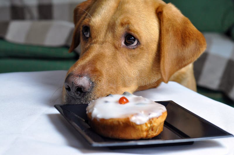 Dog looking at forbidden food. Labrador dog thinking about if he can have a iced cake or not royalty free stock photos