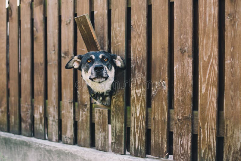 Dog looking from the hole in the fence