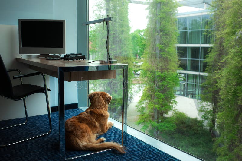 The dog is looking out the window. Pet in the interior. Nova Scotia Retriever at home under the table