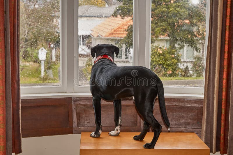 Dog looking out of the window waiting fo his owner