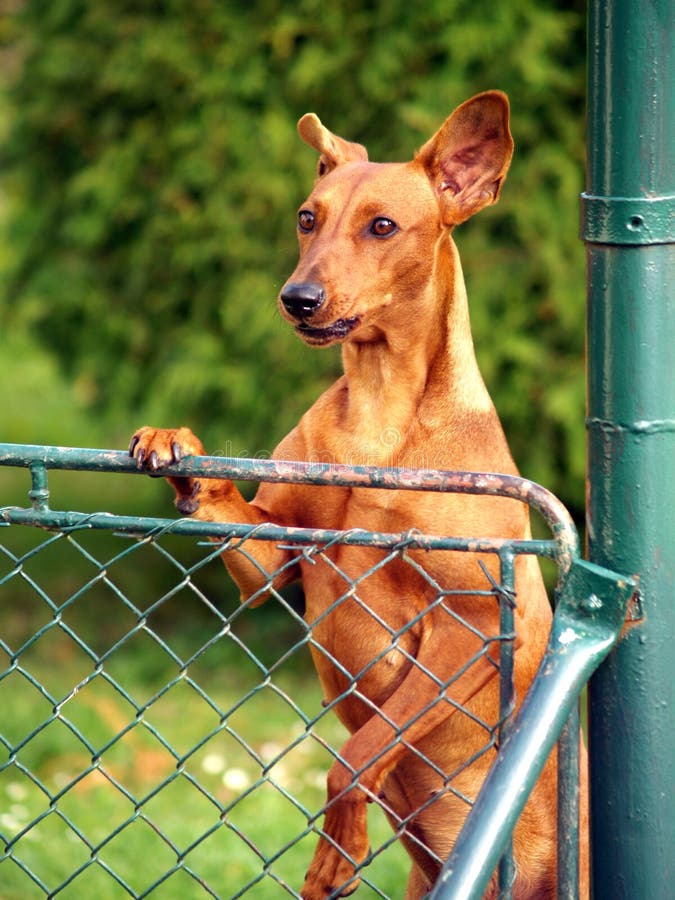 Dog looking over fence stock image. Image of canine, canidae 32935189