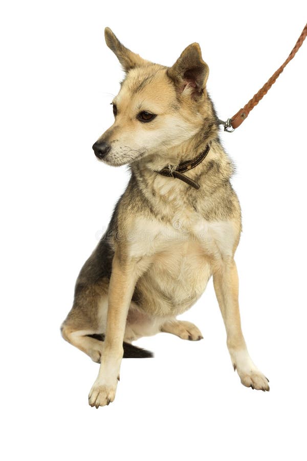 Dog looking sideways stock image. Image of stare, protection 46739883