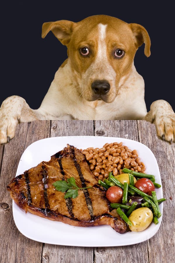 Dog Looking At Steak Dinner Stock Image - Image: 27355015