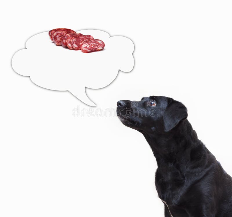 Dog looking to the thought bubble with sausage