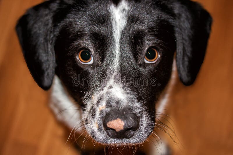 The Dog Looks at His Master Stock Image Image of house, animal 66551537