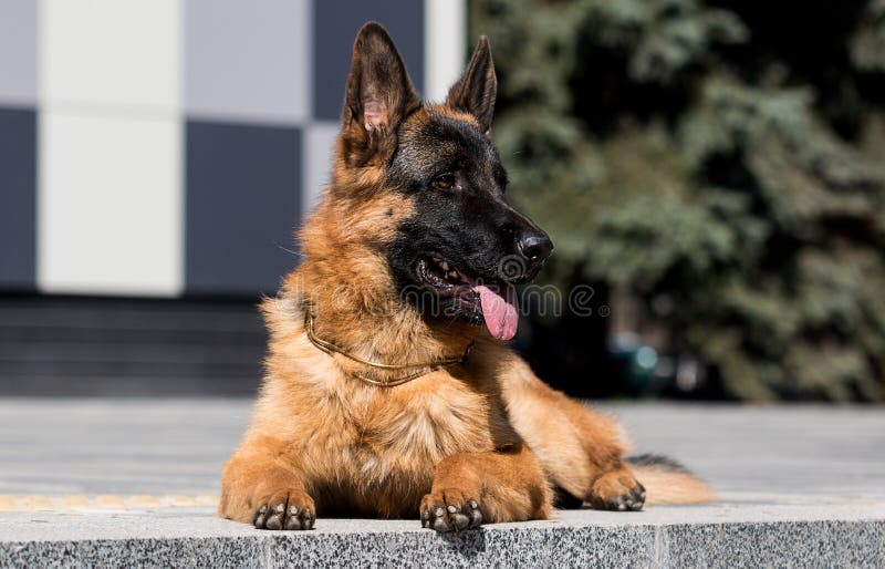 Dog looks sideways stock image. Image of summer, canine 178477011