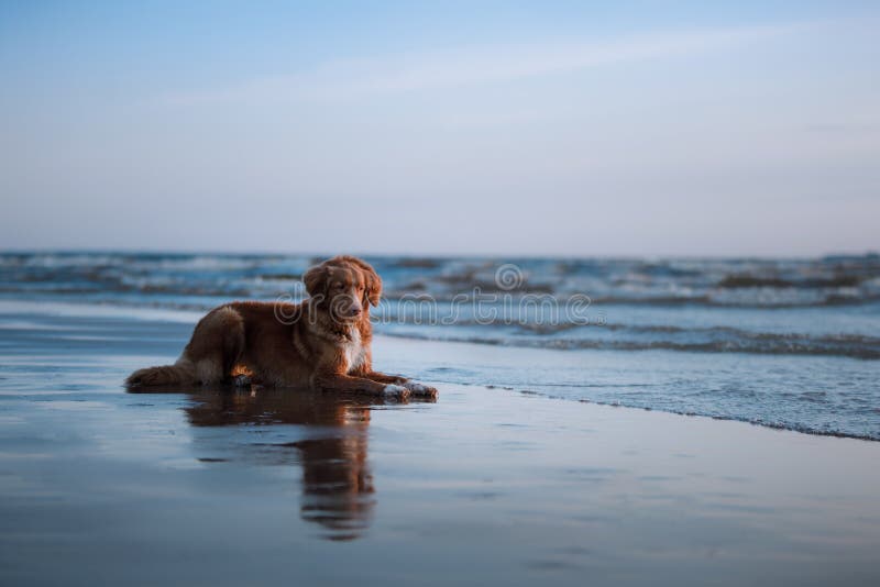 Dog lying on the beach, by the sea. Pet on vacation