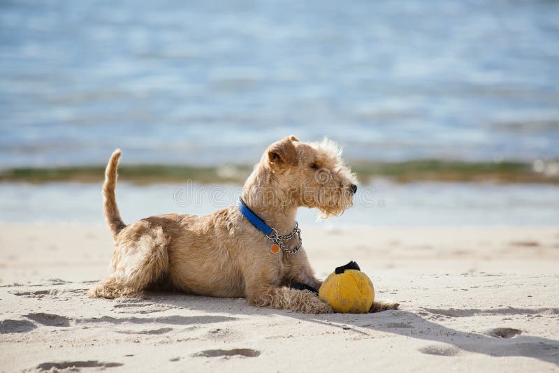 Dog lying on the beach with a yellow ball