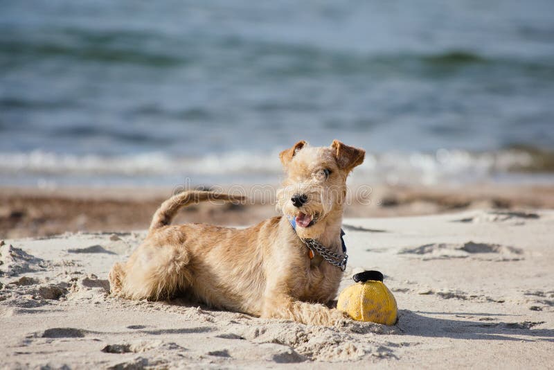 Dog lying on the beach with a yellow ball