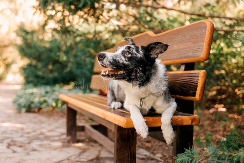 Dog Lying on a Bench in the Park Stock Photo - Image of relaxation