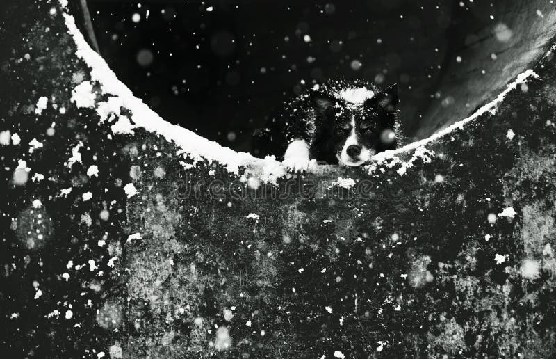 Dog Lying in Concrete Tunnel. Black and White Portrait of Cute Older Border Collie. Snowing: Visible Snowflakes.