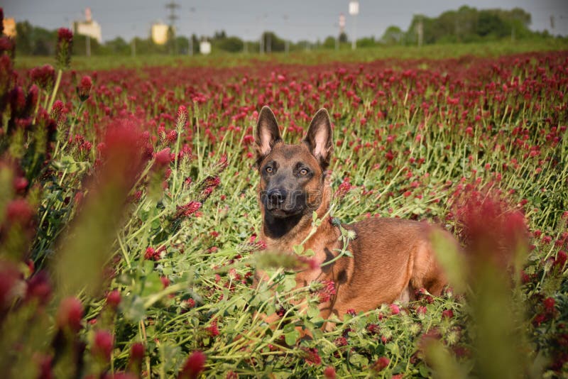 Dog is Lying in Crimson Clover. Stock Image Image of clover, ears