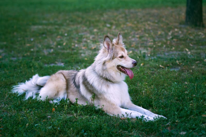 Nenets Herding Laika Dog Resting Lying on the Green Grass Stock Photo ...