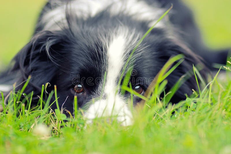 Adult Border Collie Dog Standing in a Meadow Stock Image - Image of collie,  grass: 133920371