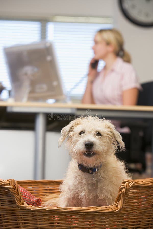 Dog lying in home office with woman in background royalty free stock photos