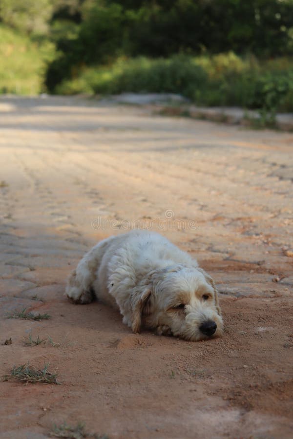 Dog lying in the mud stock photo. Image of carnivore 274406126