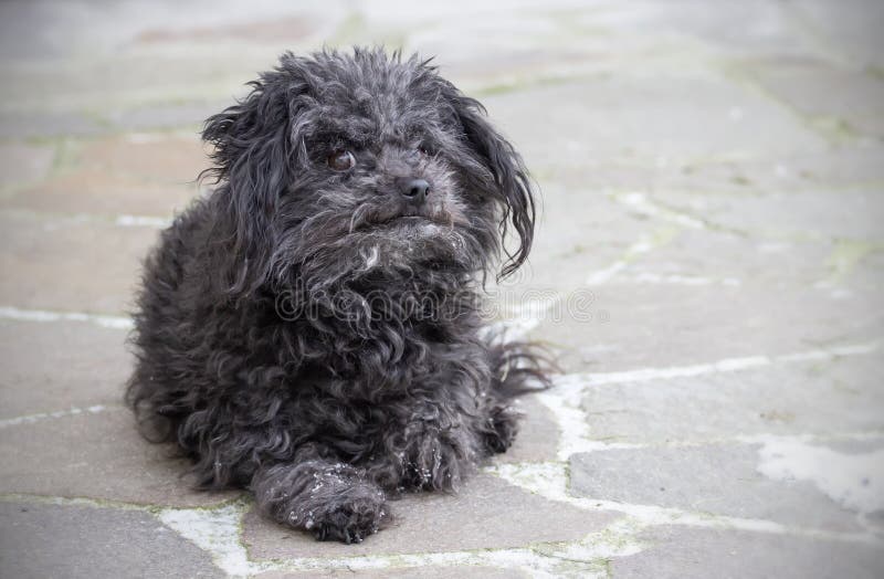 Black Bolognese Dog is Out of Breath after Long Stroll Stock Image