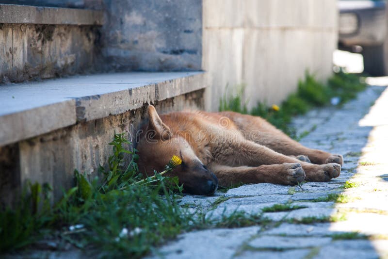 The Dog is Lying and Resting in the Shade on a Hot Summer Day Stock