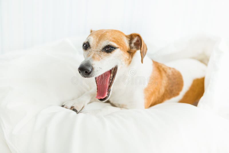 Dog lying in the white bed and Yawning royalty free stock image Dog lying in the white bed and Yawning royalty free stock image