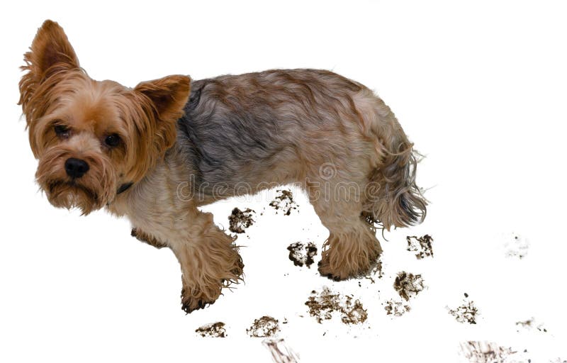 4,946 Dog Dirty White Background Stock Photos Free & RoyaltyFree