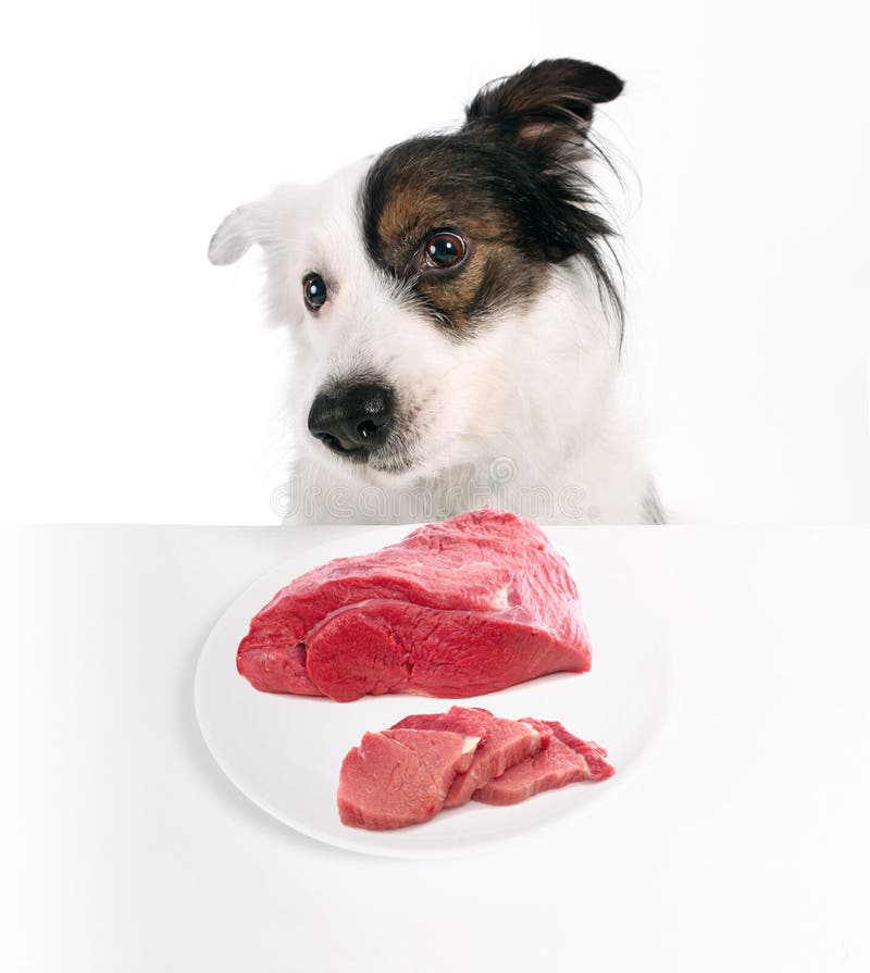 Dog and meat stock image. Image of cheerful, canine, beefsteak 8873189