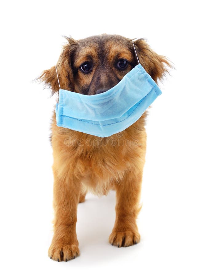 Dog in medical mask stock photo. Image of hospital, medical 180643782
