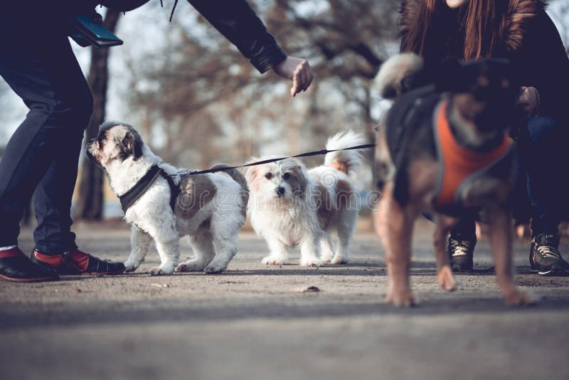 299 Meeting Friendly Dog Stock Photos Free & RoyaltyFree Stock