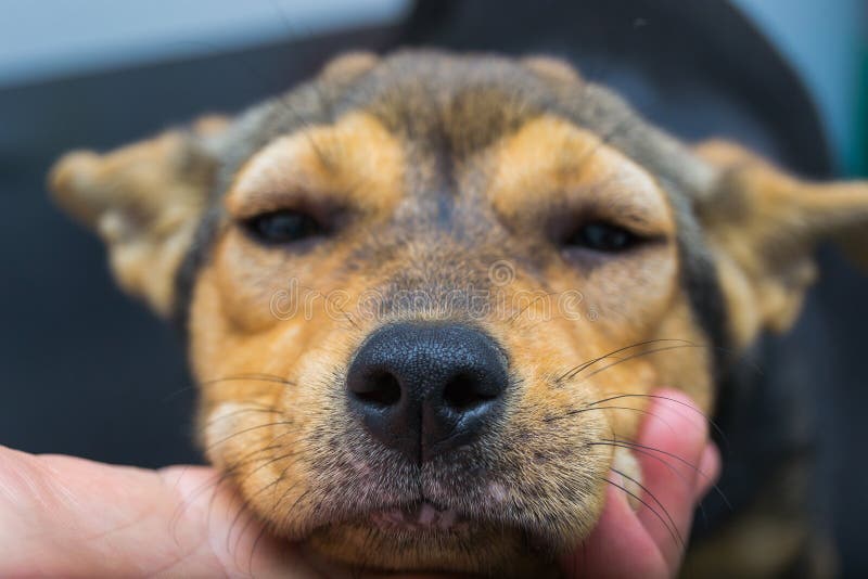 Dog Met Anafylactische Reactie Na Injectie Met Vitamine K Stock Foto