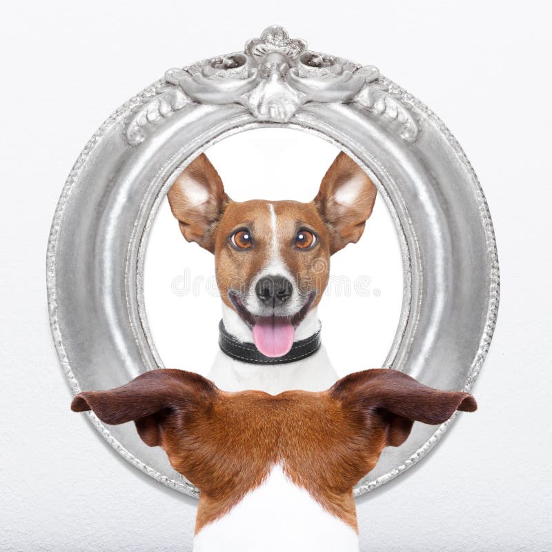 Mirror Mirror on the Wall: Who is the Best Dog of them All? - Hot Dog on a  Leash