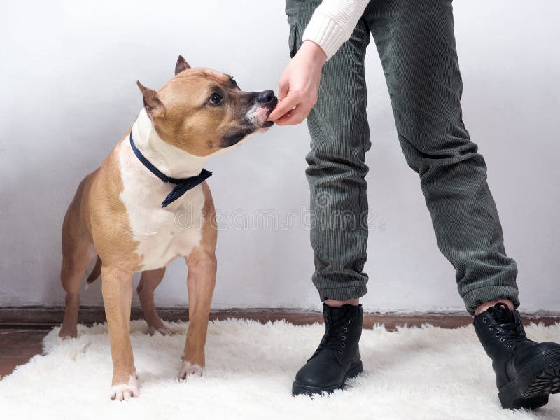 Dog and Mistress in the Process of Training Stock Image Image of