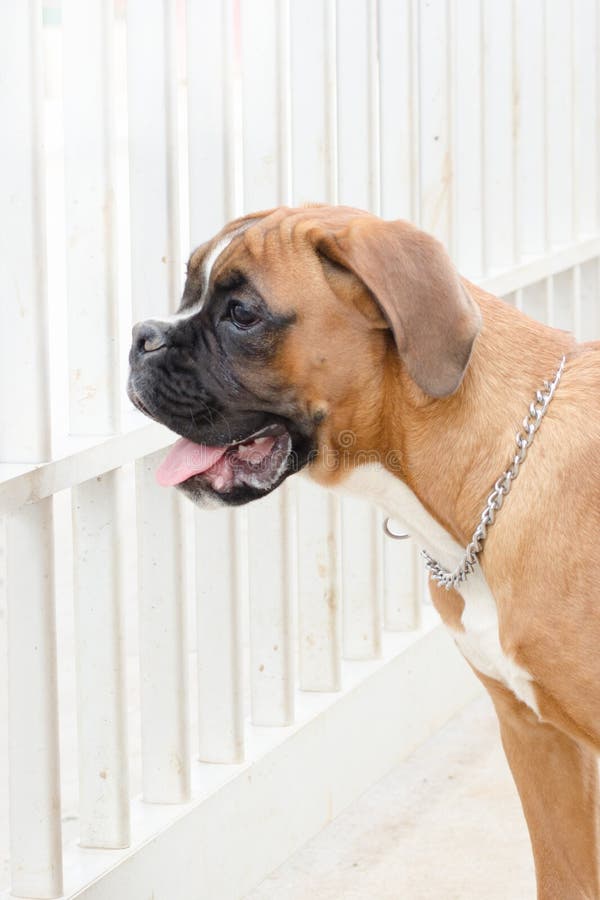 Dog model stock image. Image of harrier, tracker, canine 78080409