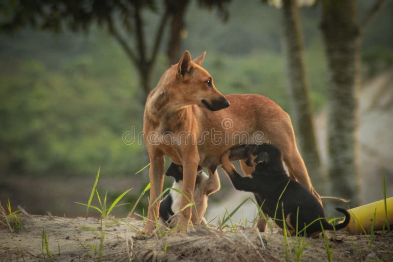 Dog Breastfeeding Stock Photos Download 323 Royalty Free Photos
