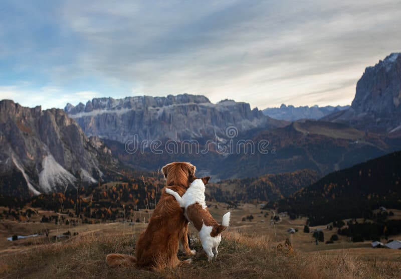 Two dogs hugging in mountains. Nova Scotia Duck Tolling Retriever and jack russell terrier at sunset. Italian landscape. Two dogs hugging in mountains. Nova Scotia Duck Tolling Retriever and jack russell terrier at sunset. Italian landscape