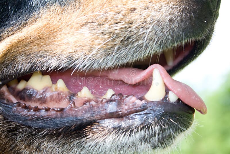 how do you look inside a dogs mouth