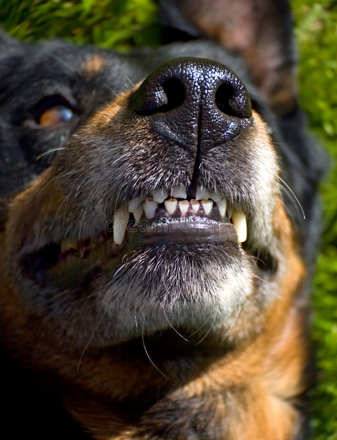 Dog mouth anatomy diagram