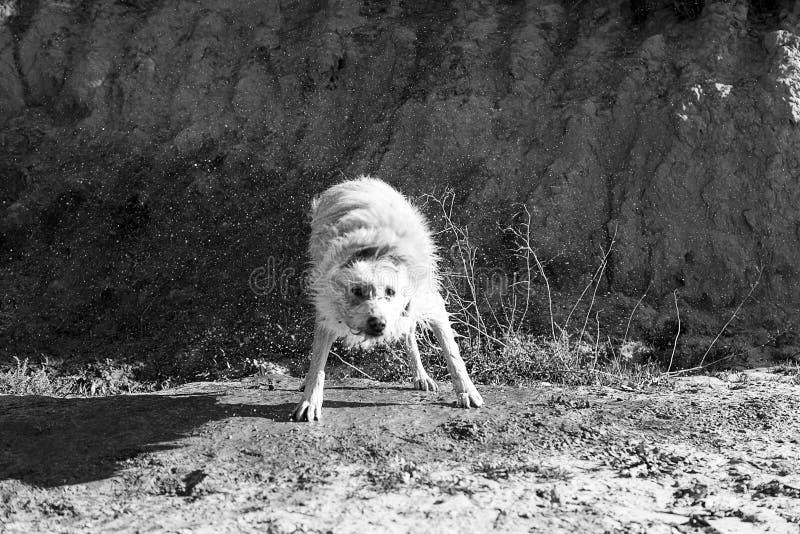 Dog mud bath stock photo. Image of brown, care, play 90944168