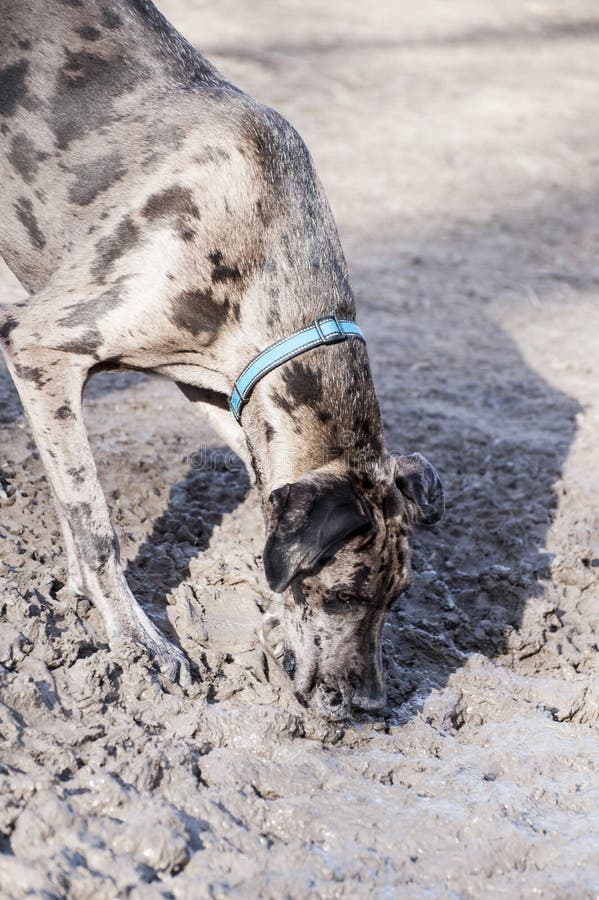 Dog in mud stock photo. Image of vertical, candid, copy 39691332