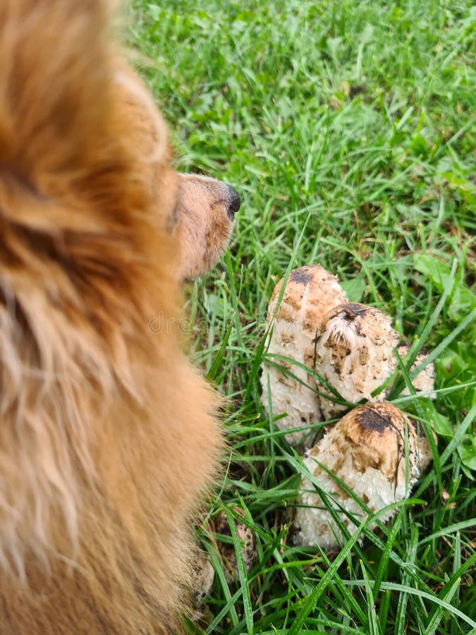 Dog & mushroom stock photo. Image of animal, nature 198534126