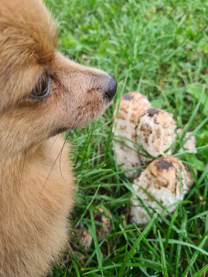 1,102 Dog Mushroom Stock Photos Free & RoyaltyFree Stock Photos from
