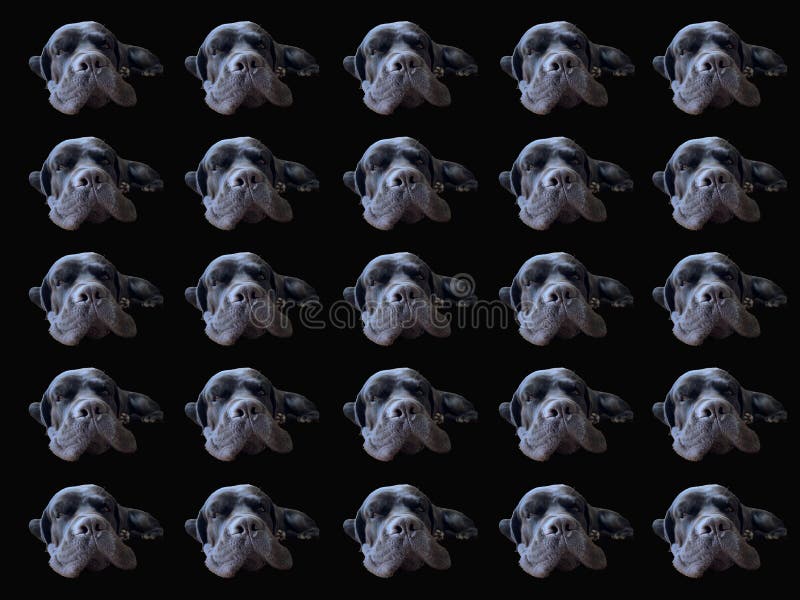 dog muzzle for cane corso