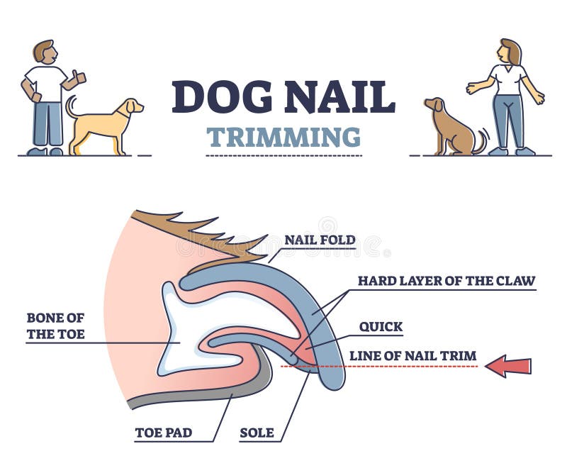 Fear-Free Dog Nail Trimming Online Course